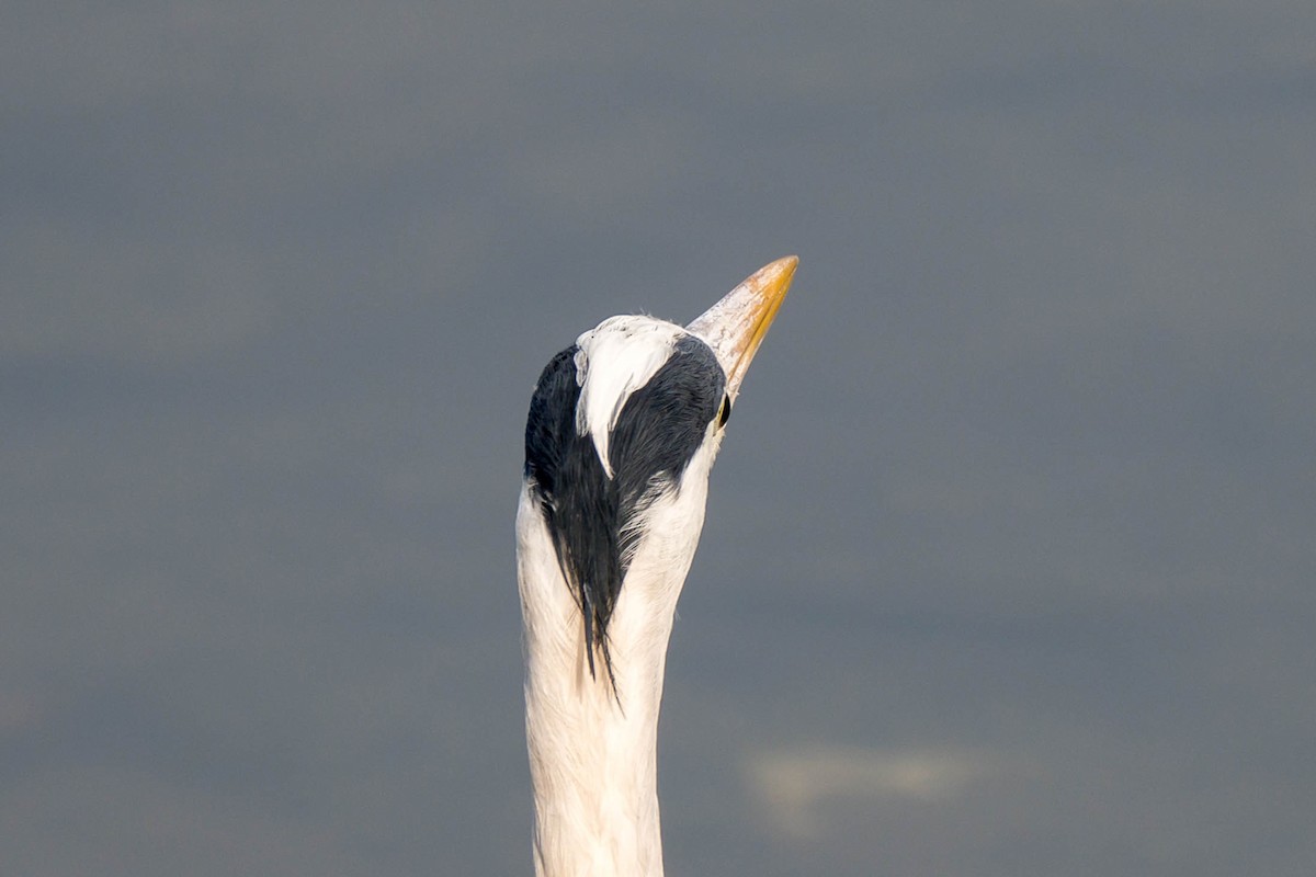 Чапля сіра (підвид cinerea/jouyi) - ML647218409