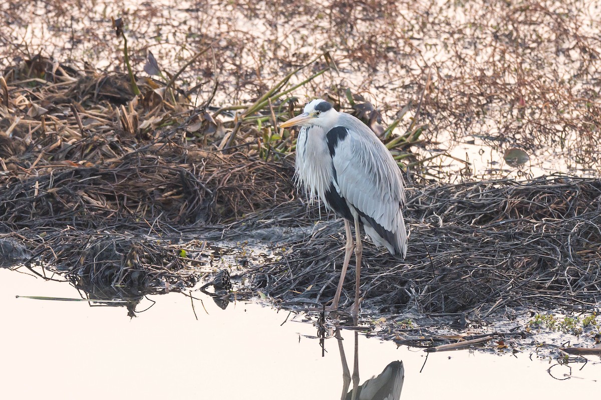 Чапля сіра (підвид cinerea/jouyi) - ML647218410