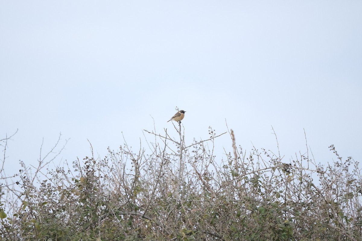 Трав'янка чорноголова - ML647218411