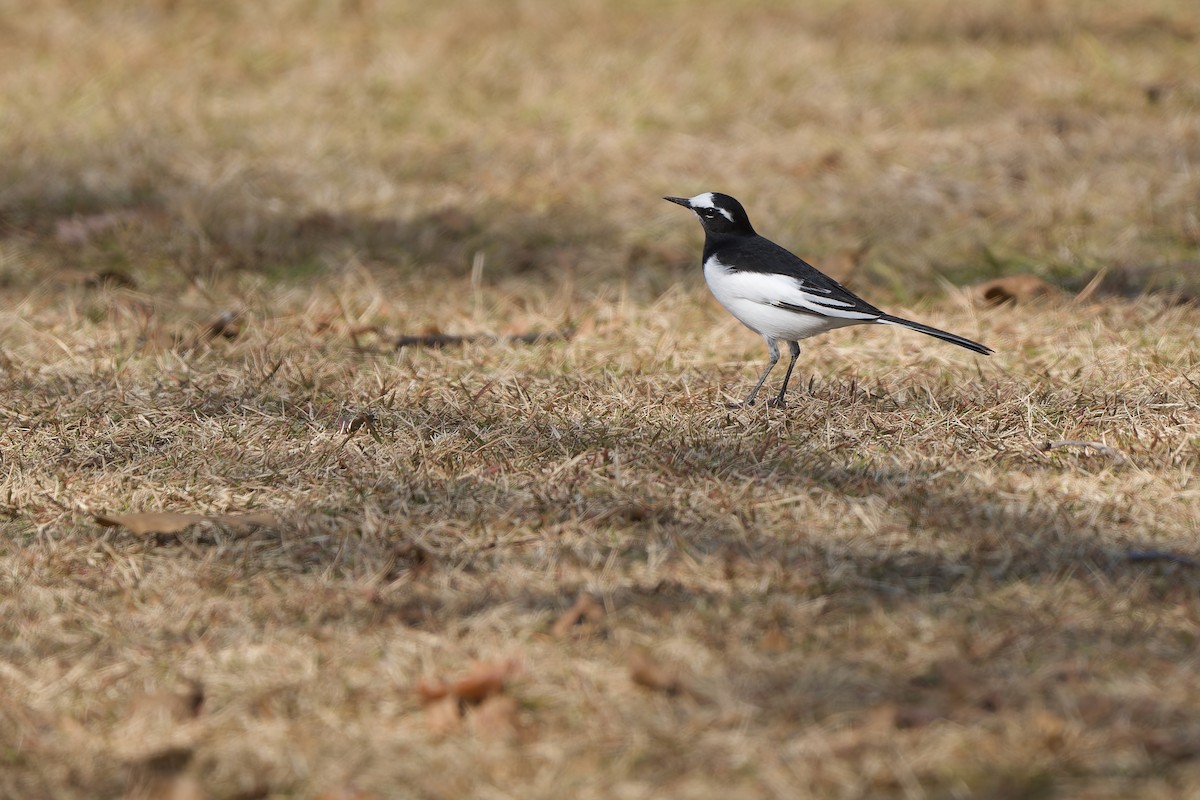 Плиска японська - ML647218412
