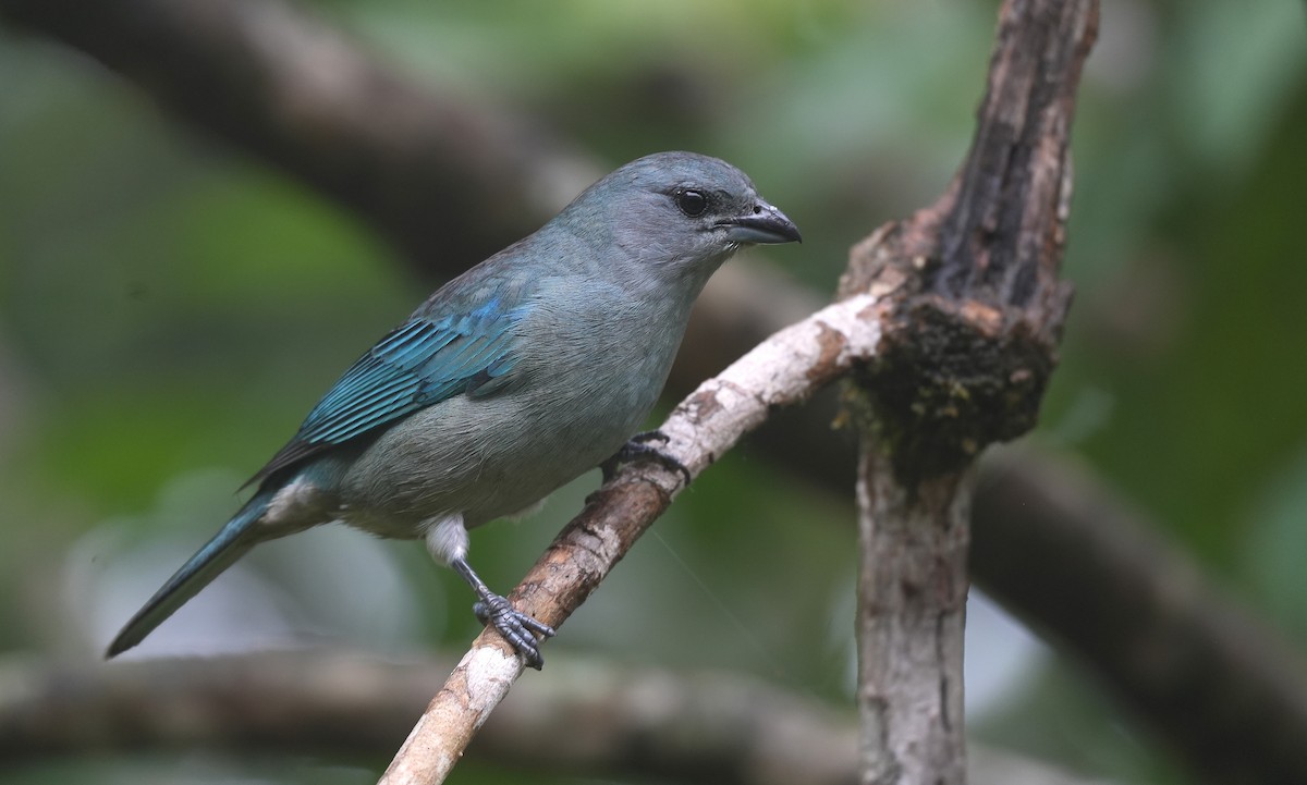 Саяка лазурова - ML647218413