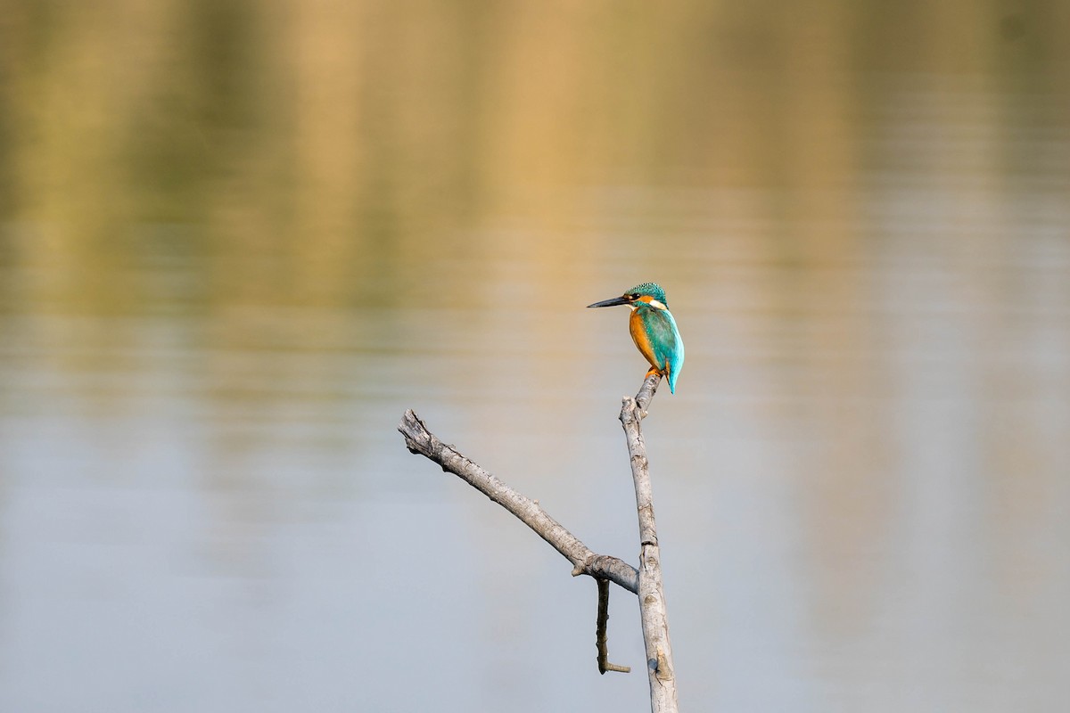 Рибалочка блакитний [група atthis] - ML647218414