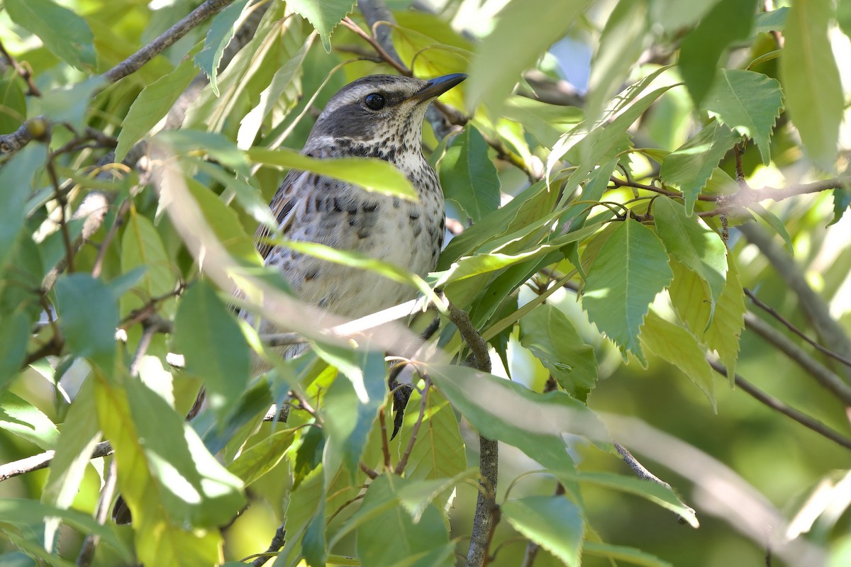 Дрізд темний - ML647218415