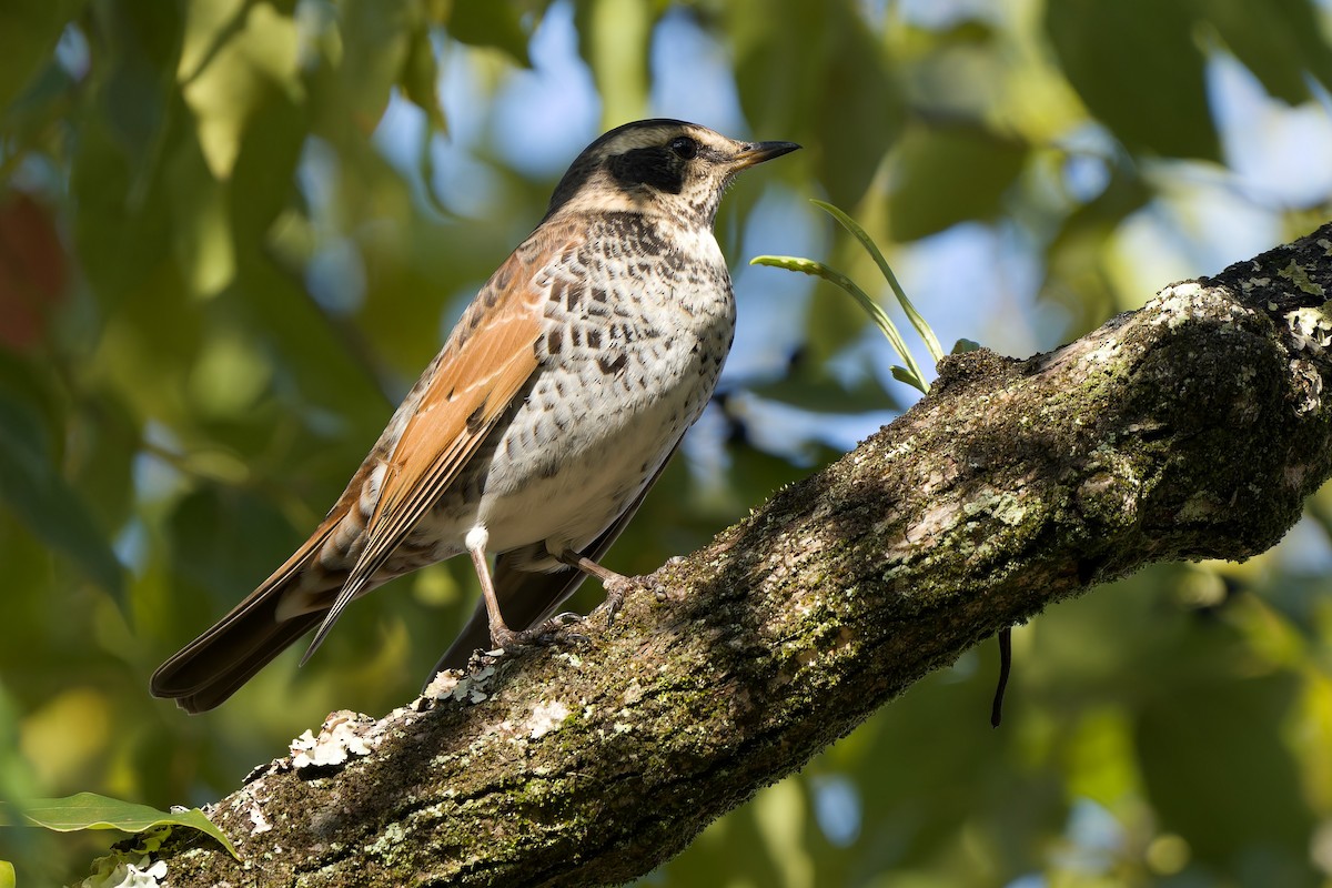 Дрізд темний - ML647218416