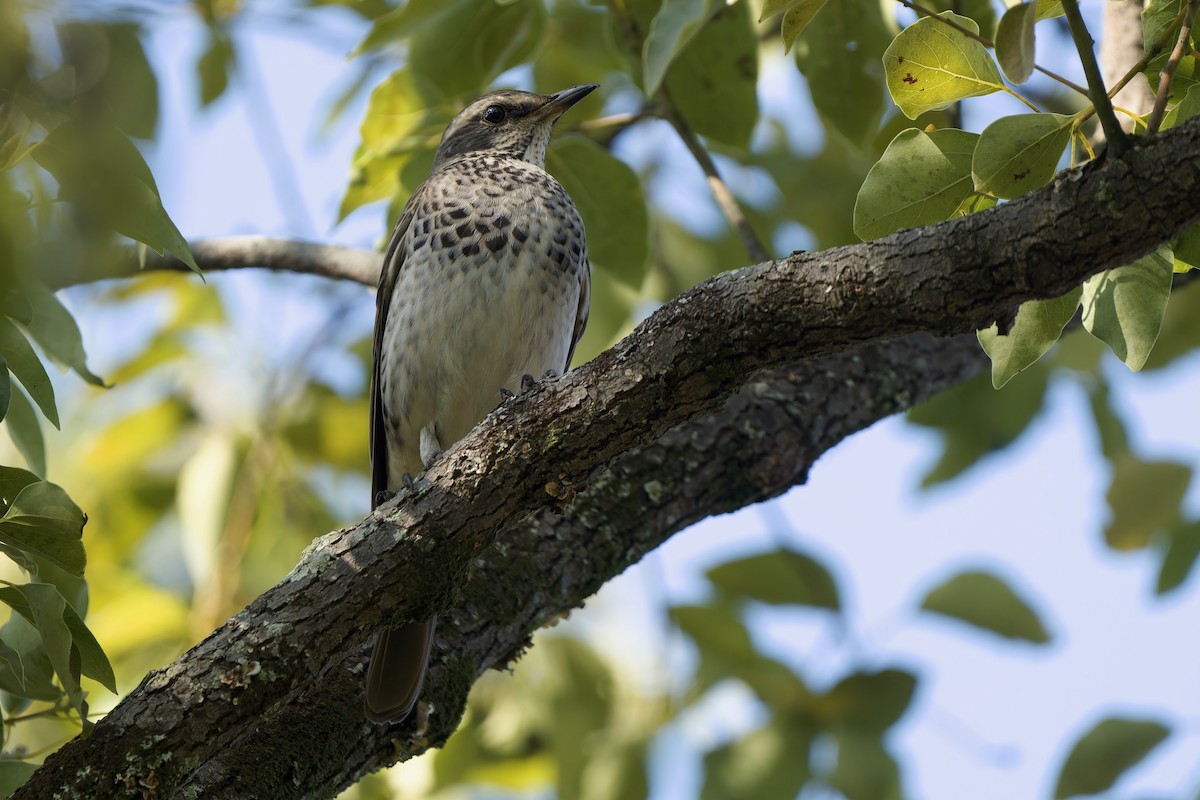 Дрізд темний - ML647218417
