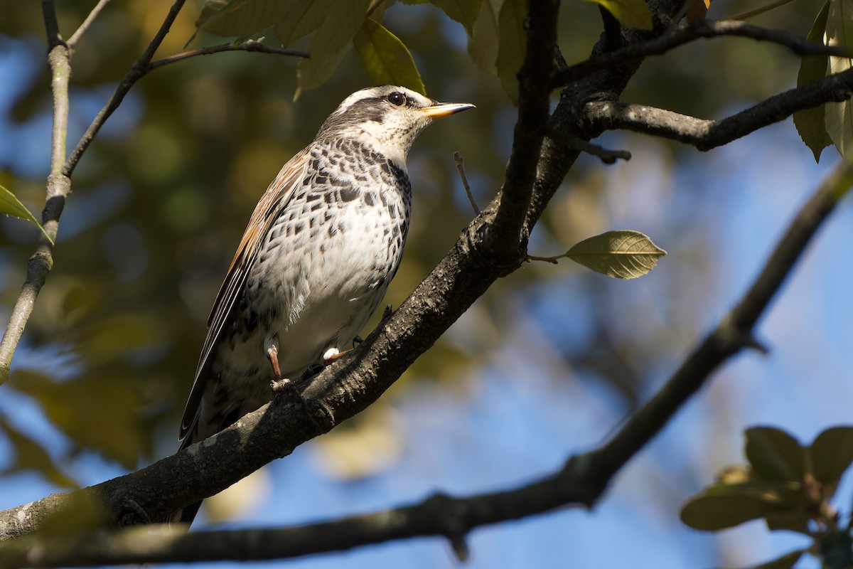 Дрізд темний - ML647218418