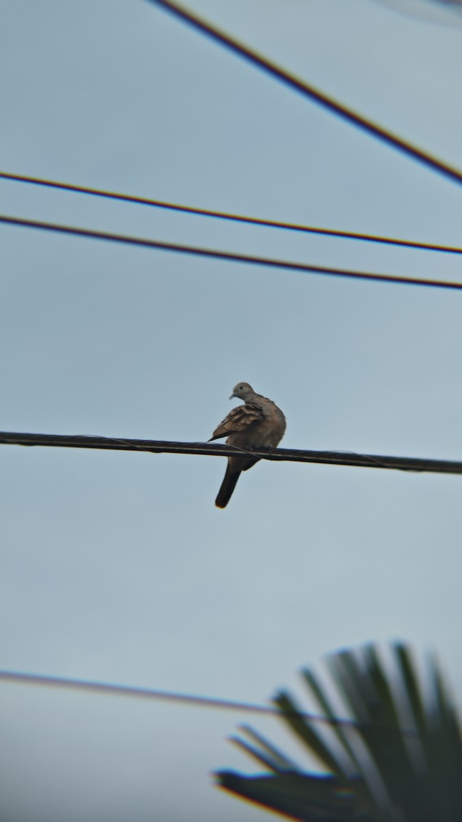 Горлиця смугаста - ML647218419