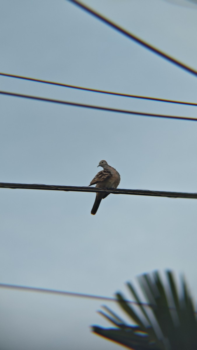 Горлиця смугаста - ML647218420