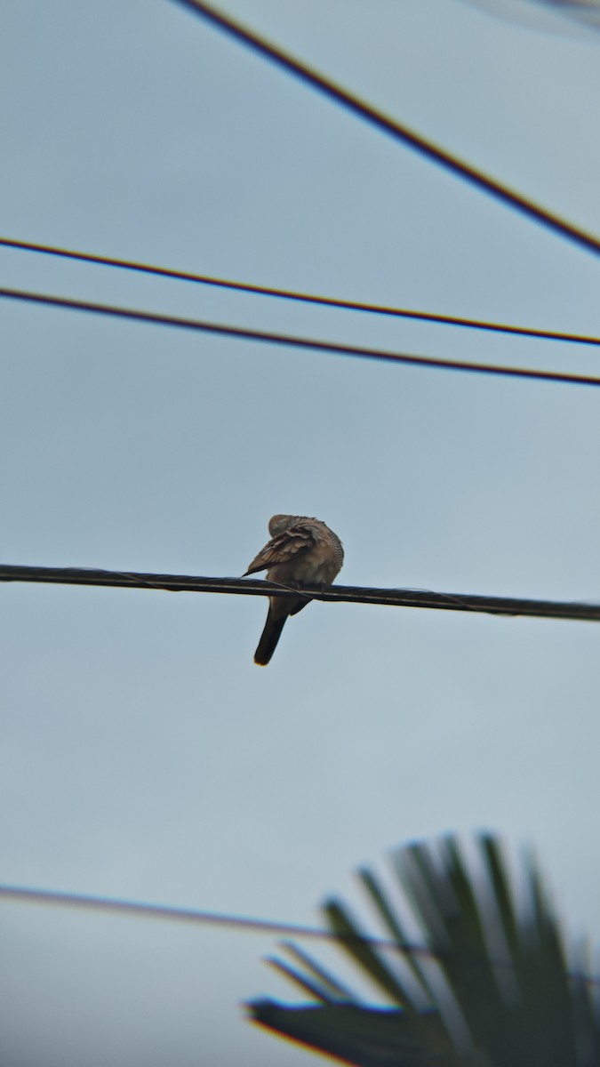 Горлиця смугаста - ML647218421