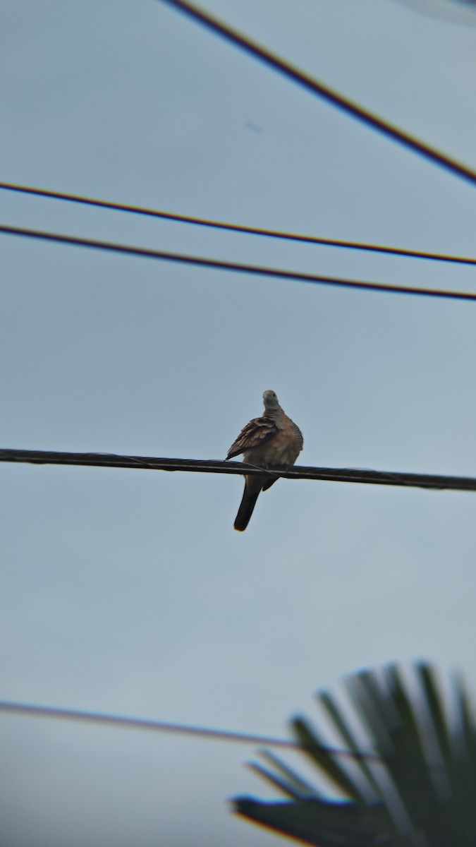 Горлиця смугаста - ML647218422