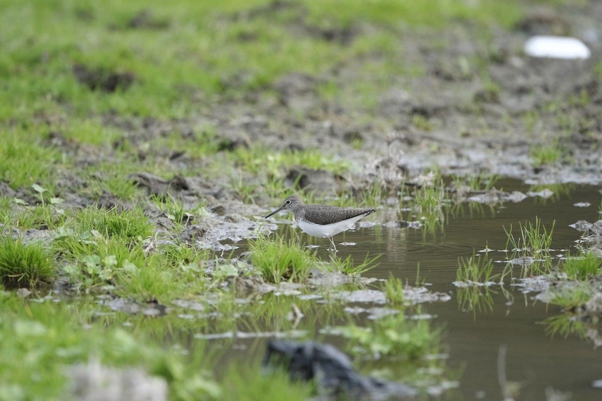 Green Sandpiper - ML647218423
