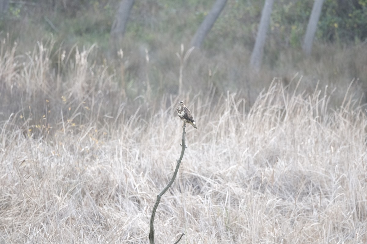 Common Buzzard - ML647218425