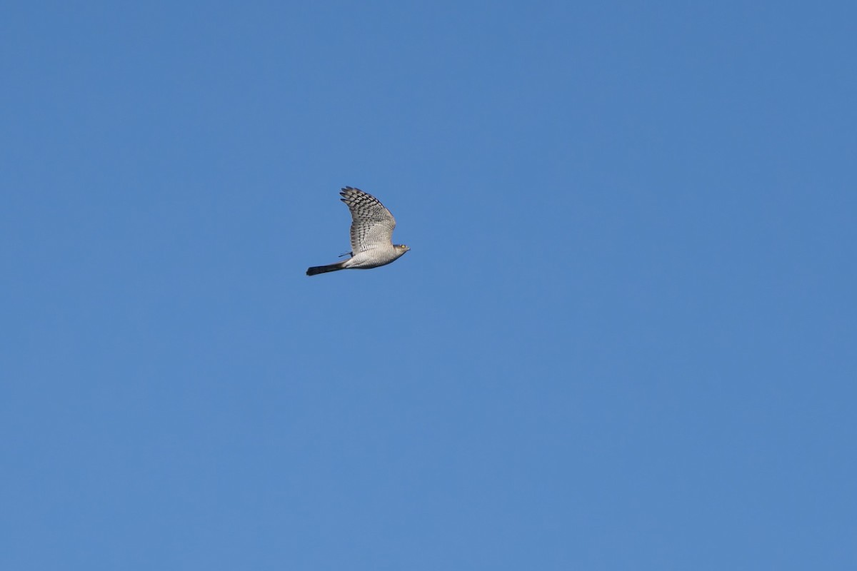 Яструб малий - ML647218426