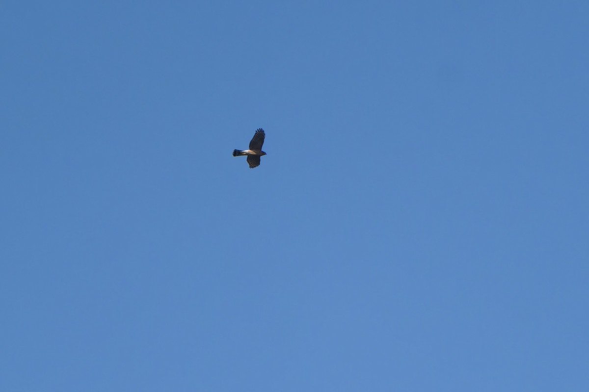 Яструб малий - ML647218427