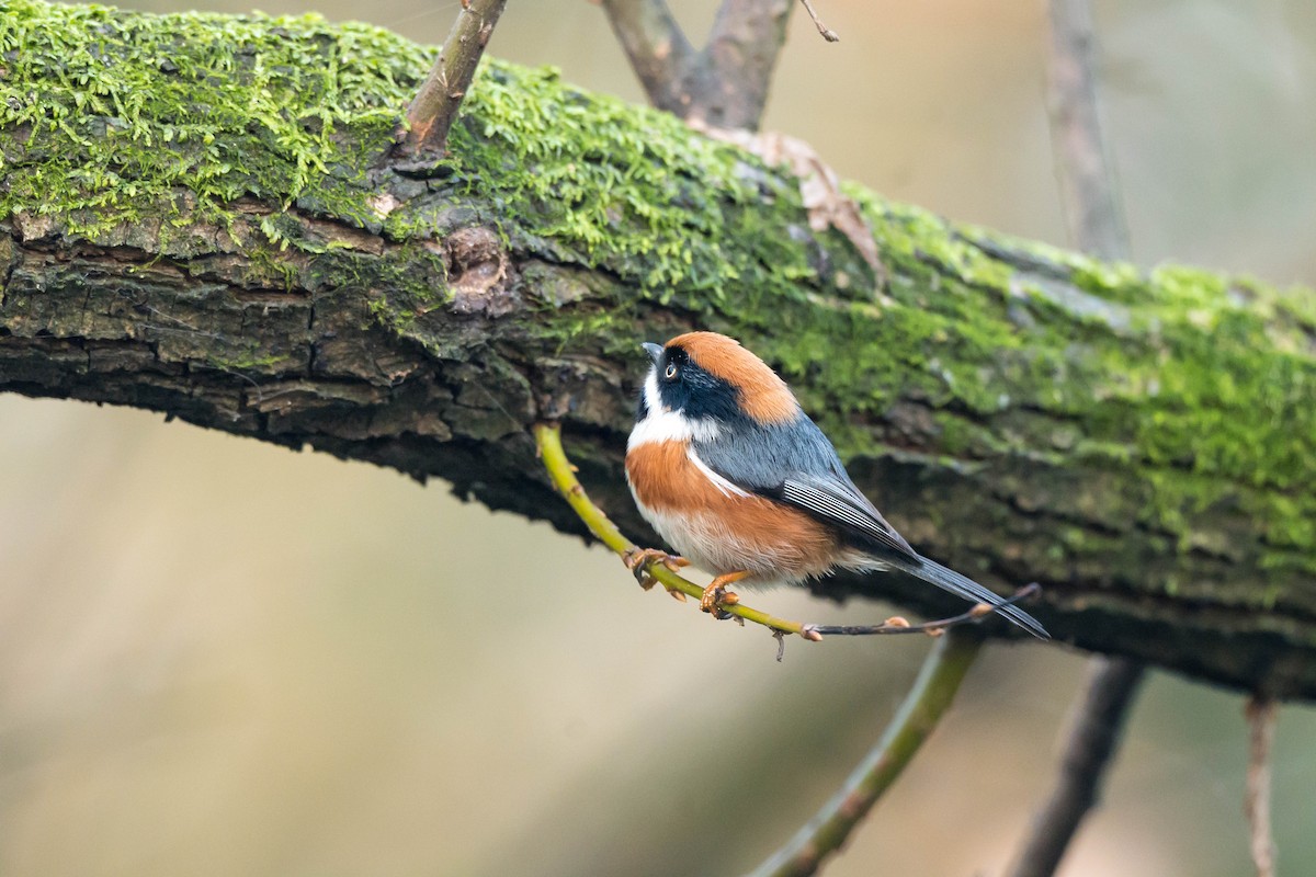 Ополовник рудоголовий [група concinnus] - ML647218428