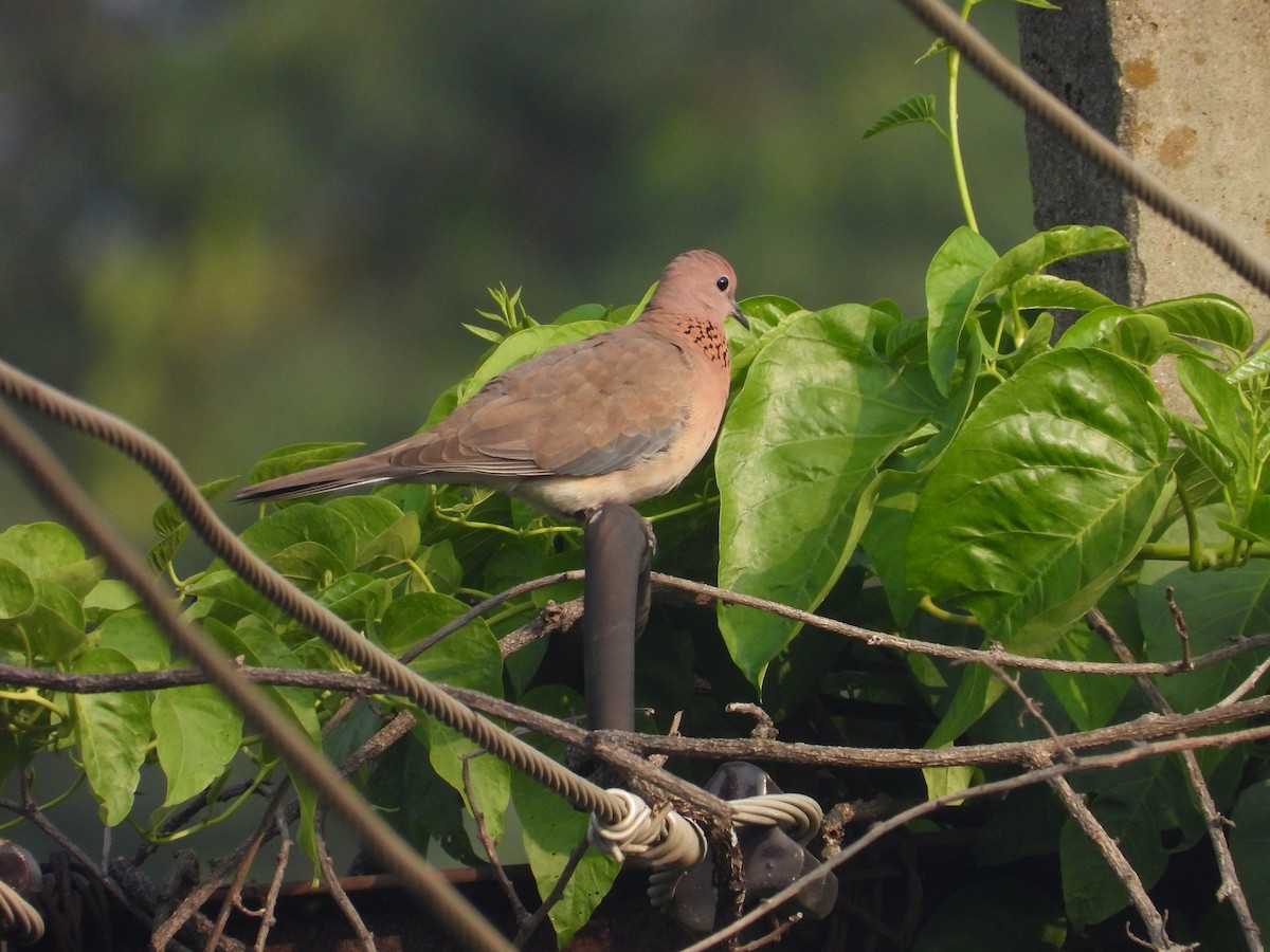 Laughing Dove - ML647218430