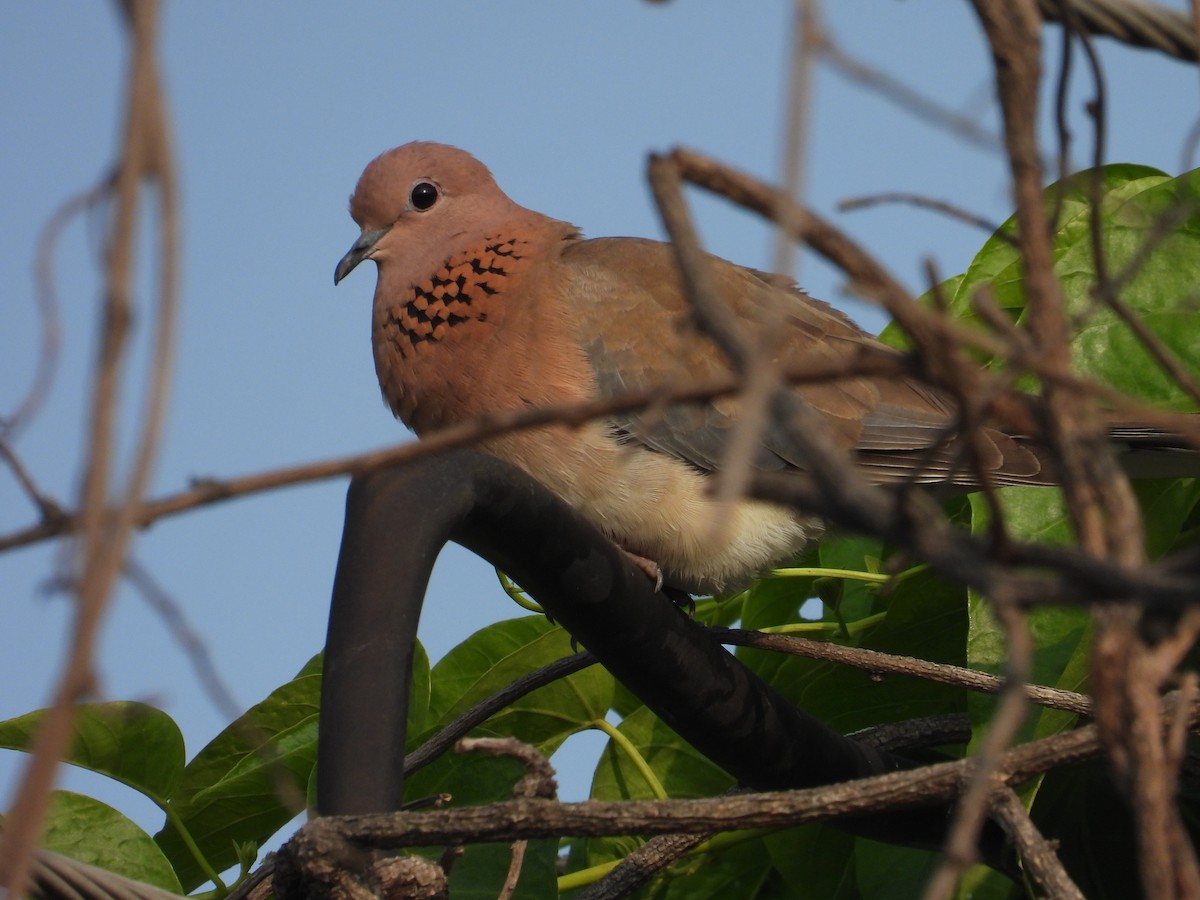 Laughing Dove - ML647218431