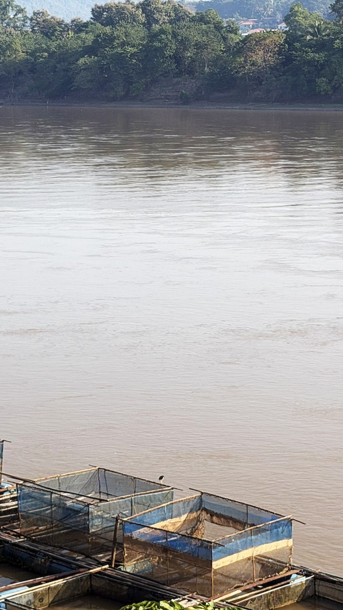 Chinese Pond-Heron - ML647218433