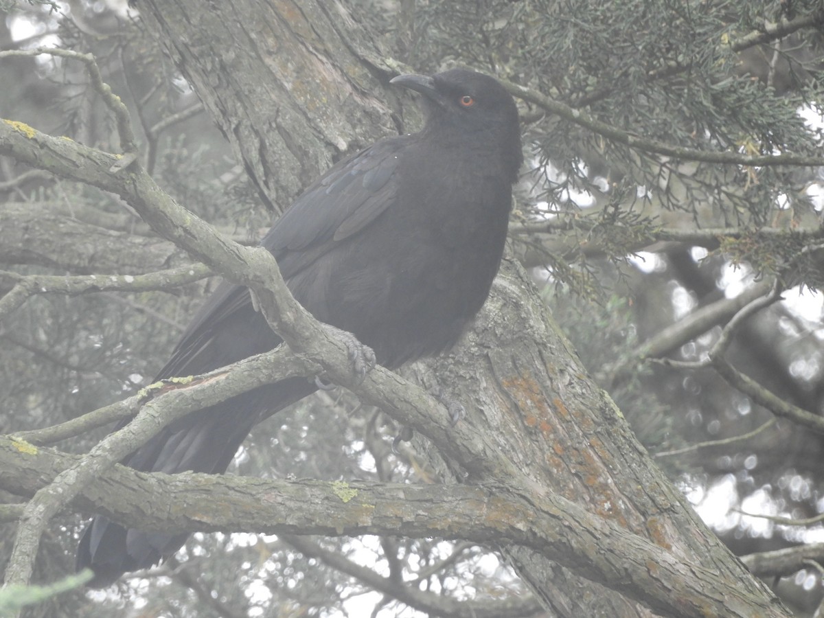 White-winged Chough - ML647218436
