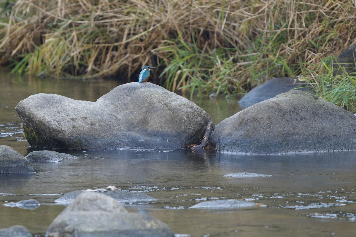 Common Kingfisher (Common) - ML647218437