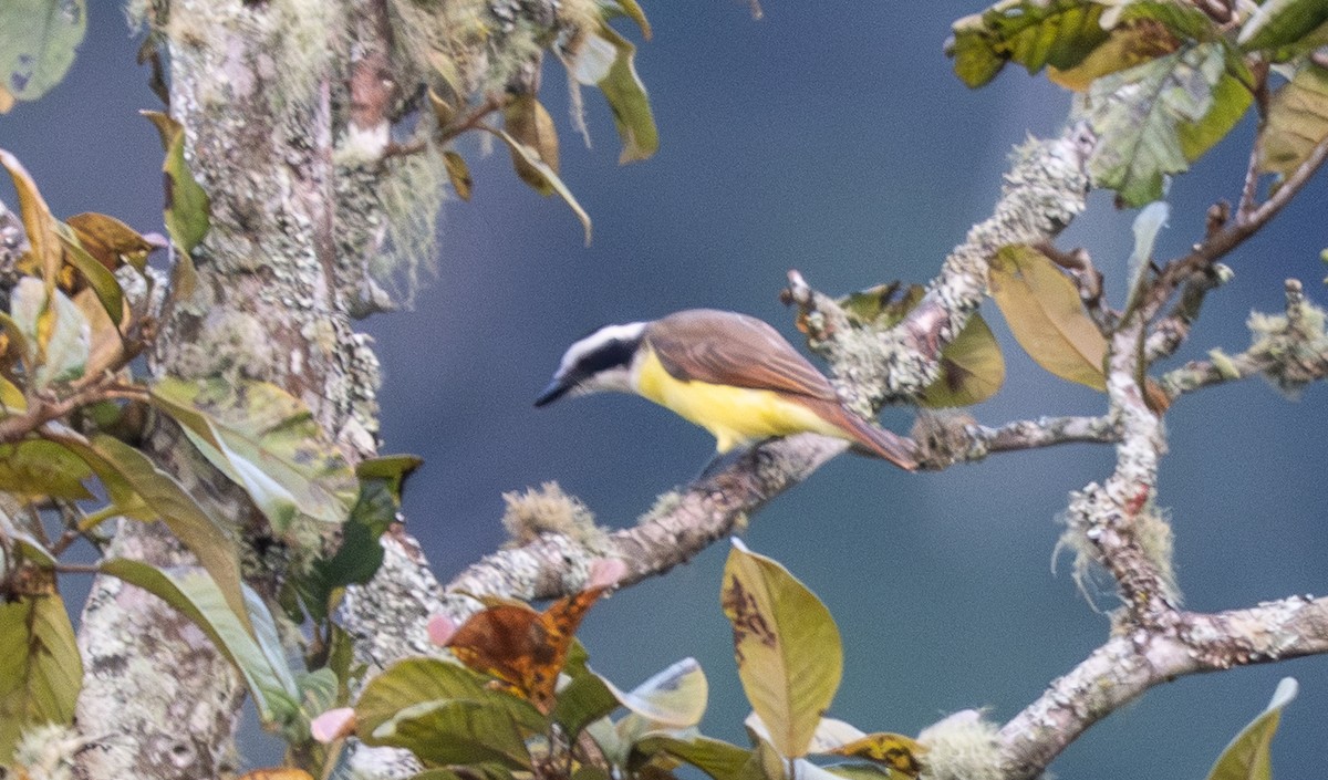 Great Kiskadee - ML647218438
