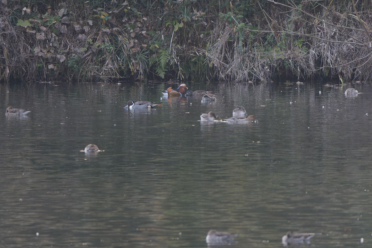 Mandarin Duck - ML647218439