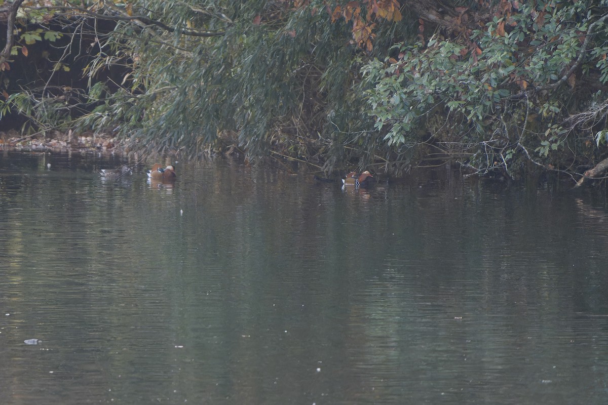 Mandarin Duck - ML647218440