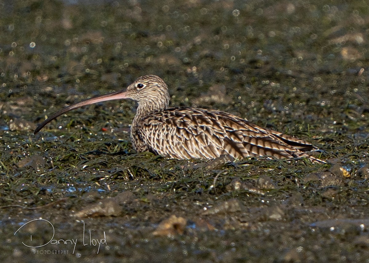 Far Eastern Curlew - ML647218443