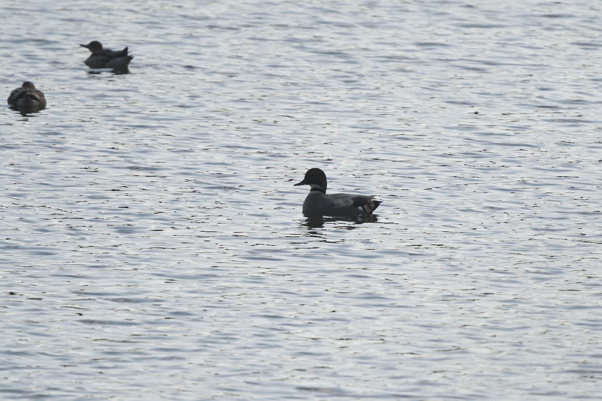 Falcated Duck - ML647218444