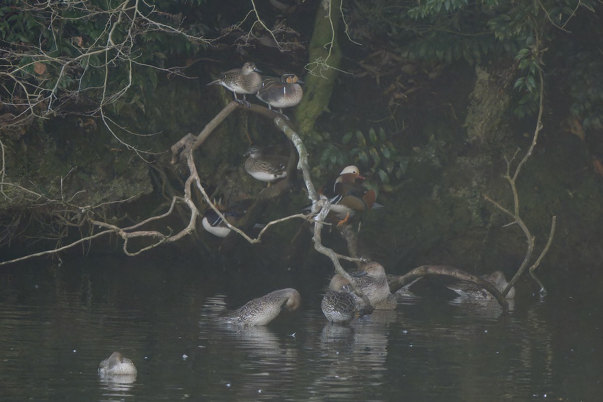 Baikal Teal - ML647218445