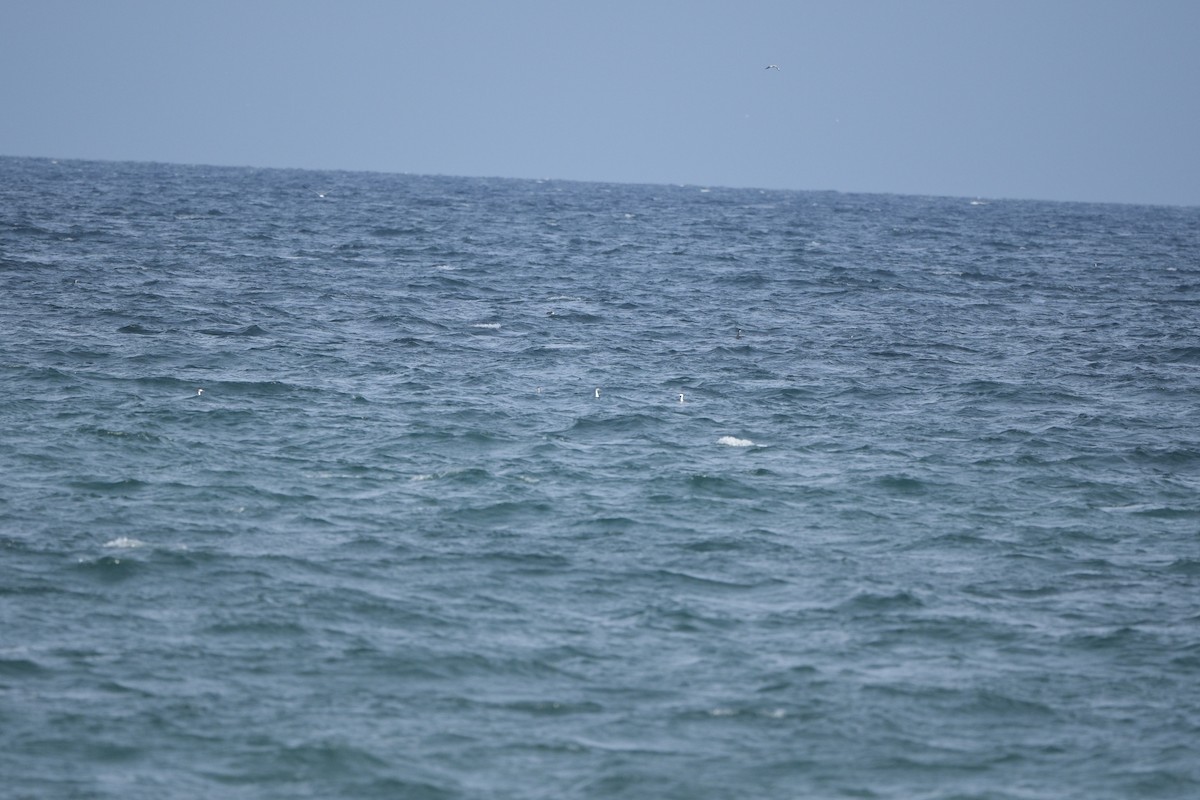 Great Crested Grebe - ML647218447