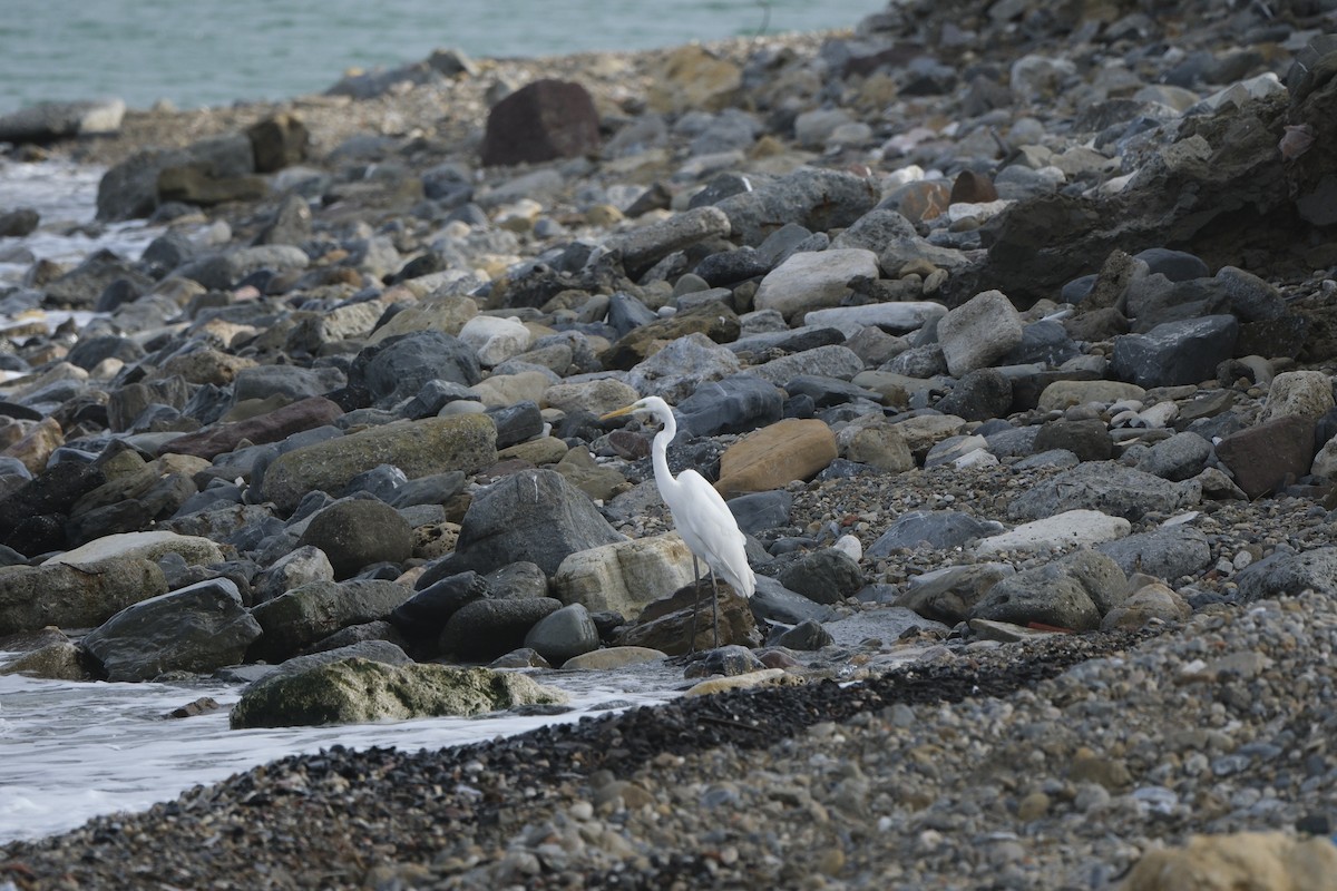 Great Egret - ML647218451