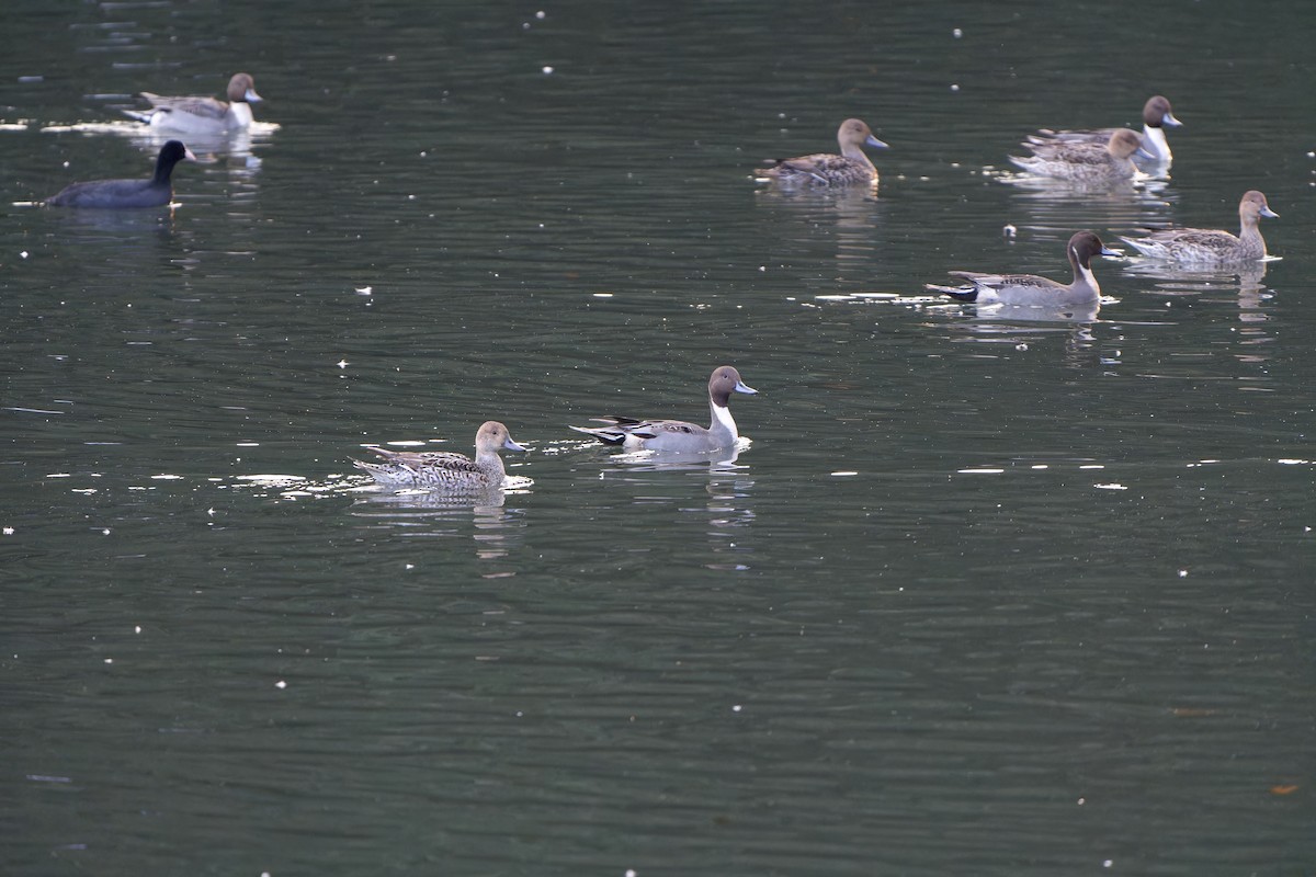 Northern Pintail - ML647218452