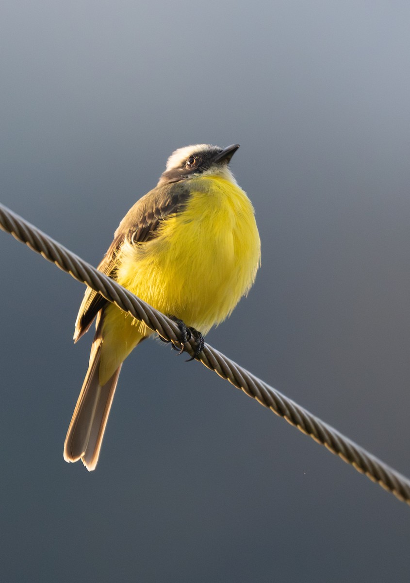 Social Flycatcher - ML647218453