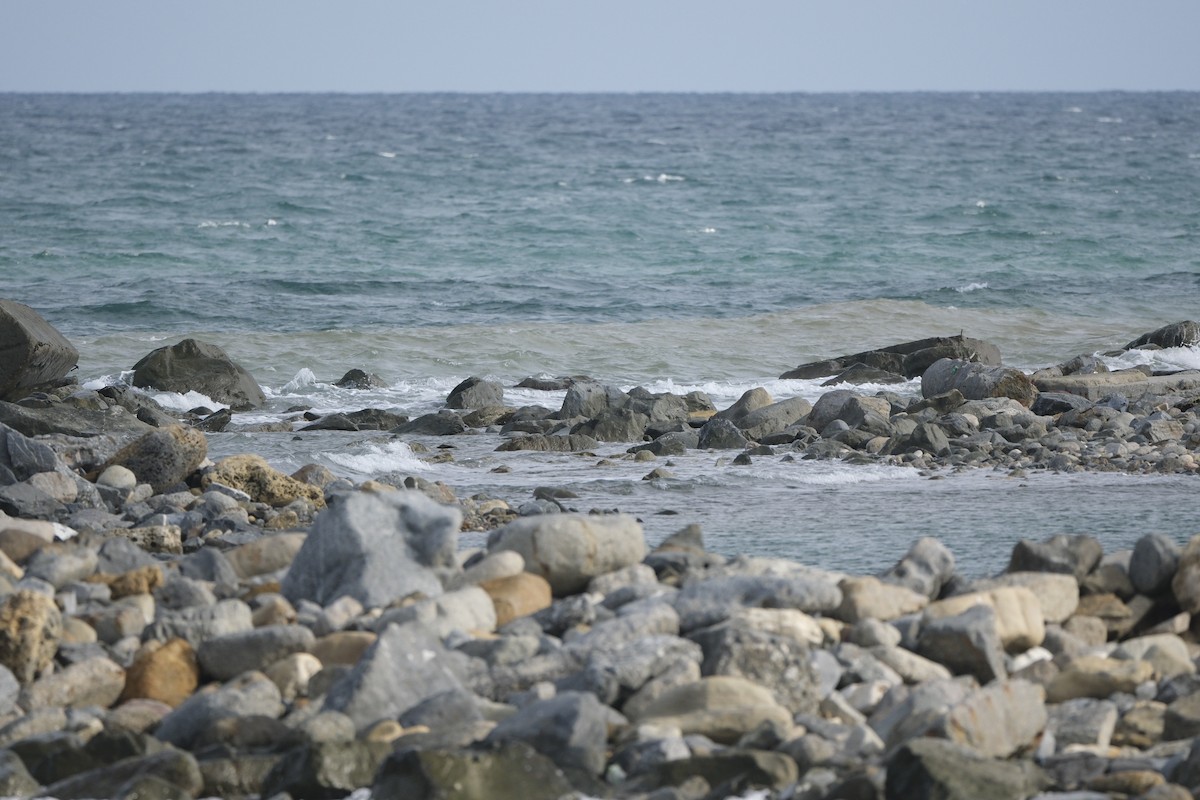 Common Kingfisher - ML647218454