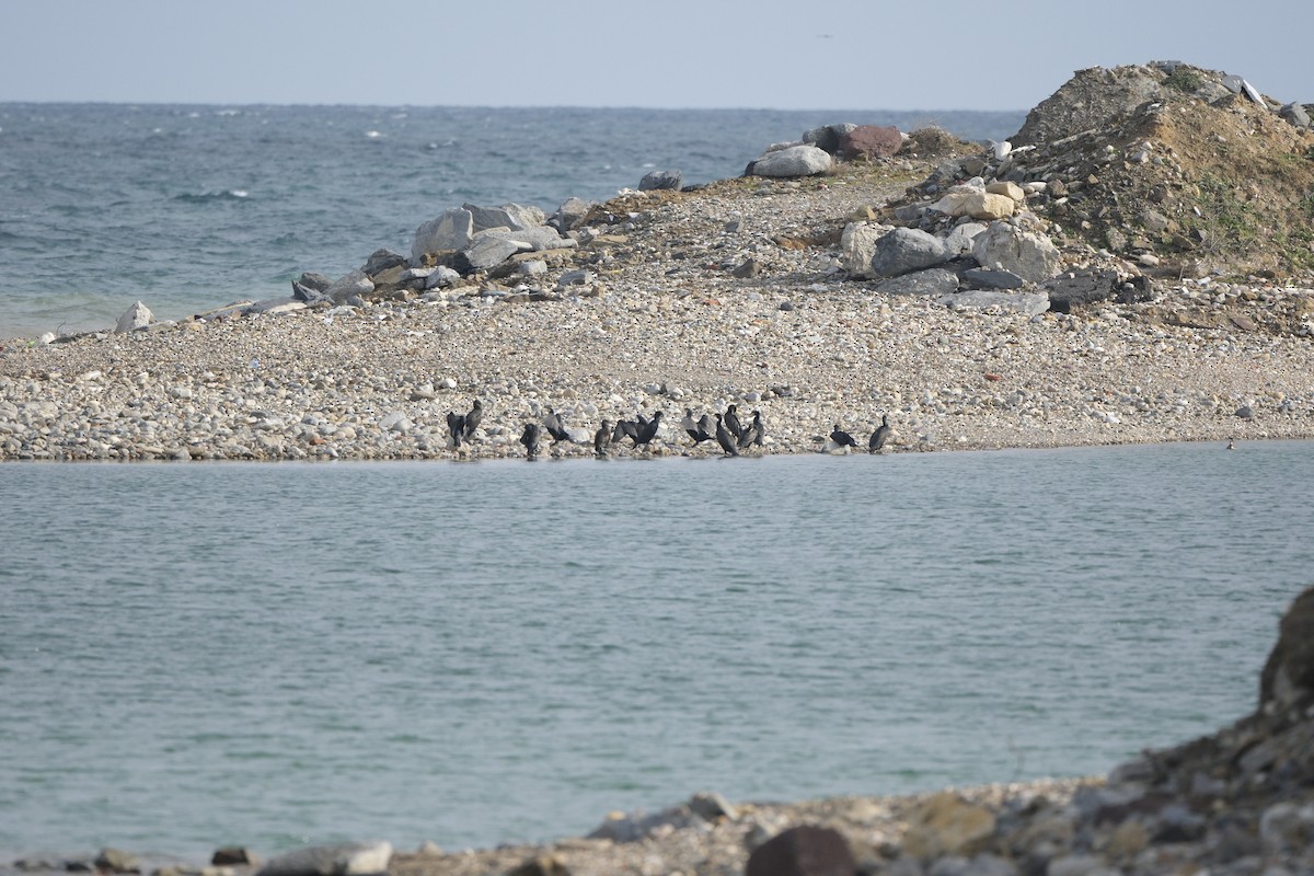 Great Cormorant - ML647218455