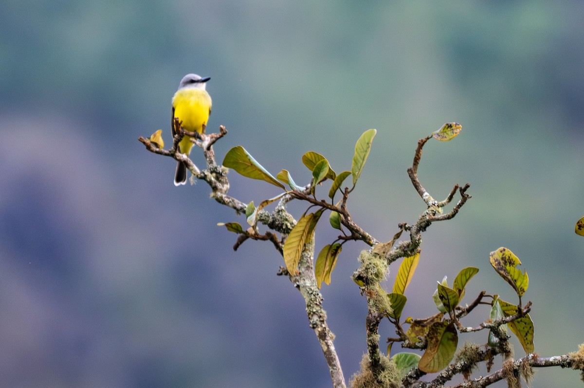 Tropical Kingbird - ML647218456