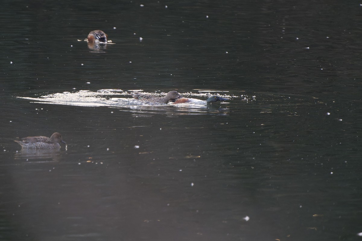 Northern Shoveler - ML647218457