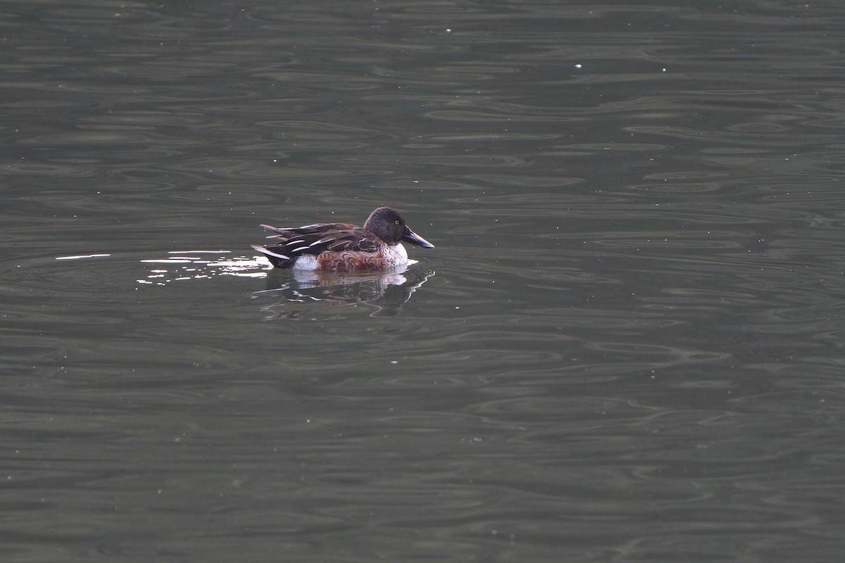 Northern Shoveler - ML647218458