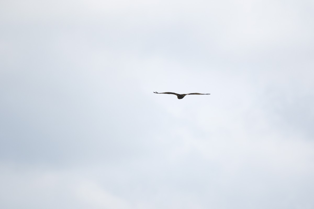Western Marsh Harrier - ML647218460