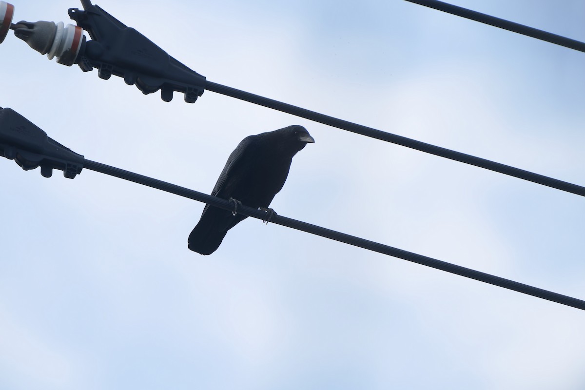 Carrion Crow (Eastern) - ML647218461