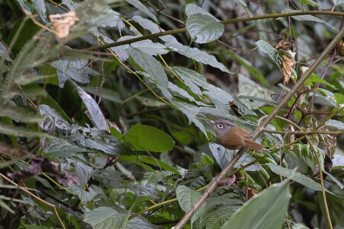 Nepal Fulvetta - ML647218462