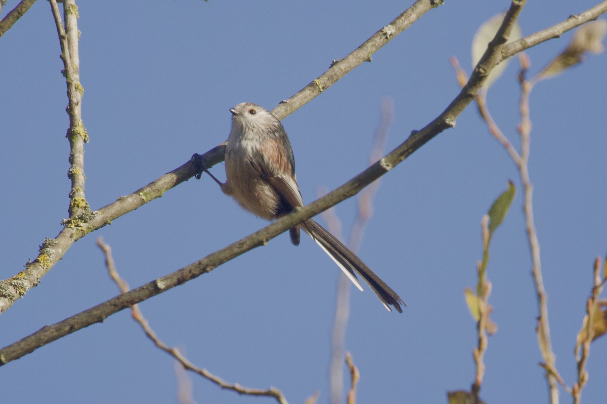 Long-tailed Tit - ML647218463