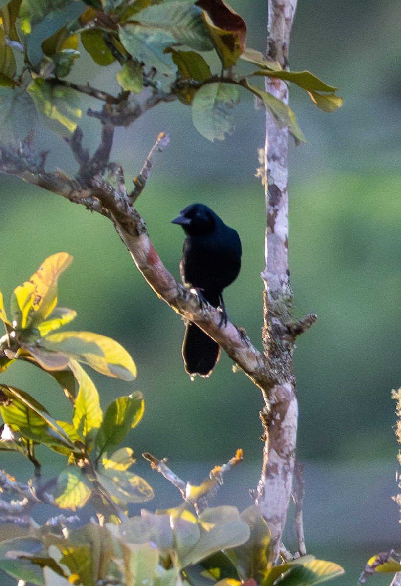 Melodious Blackbird - ML647218464