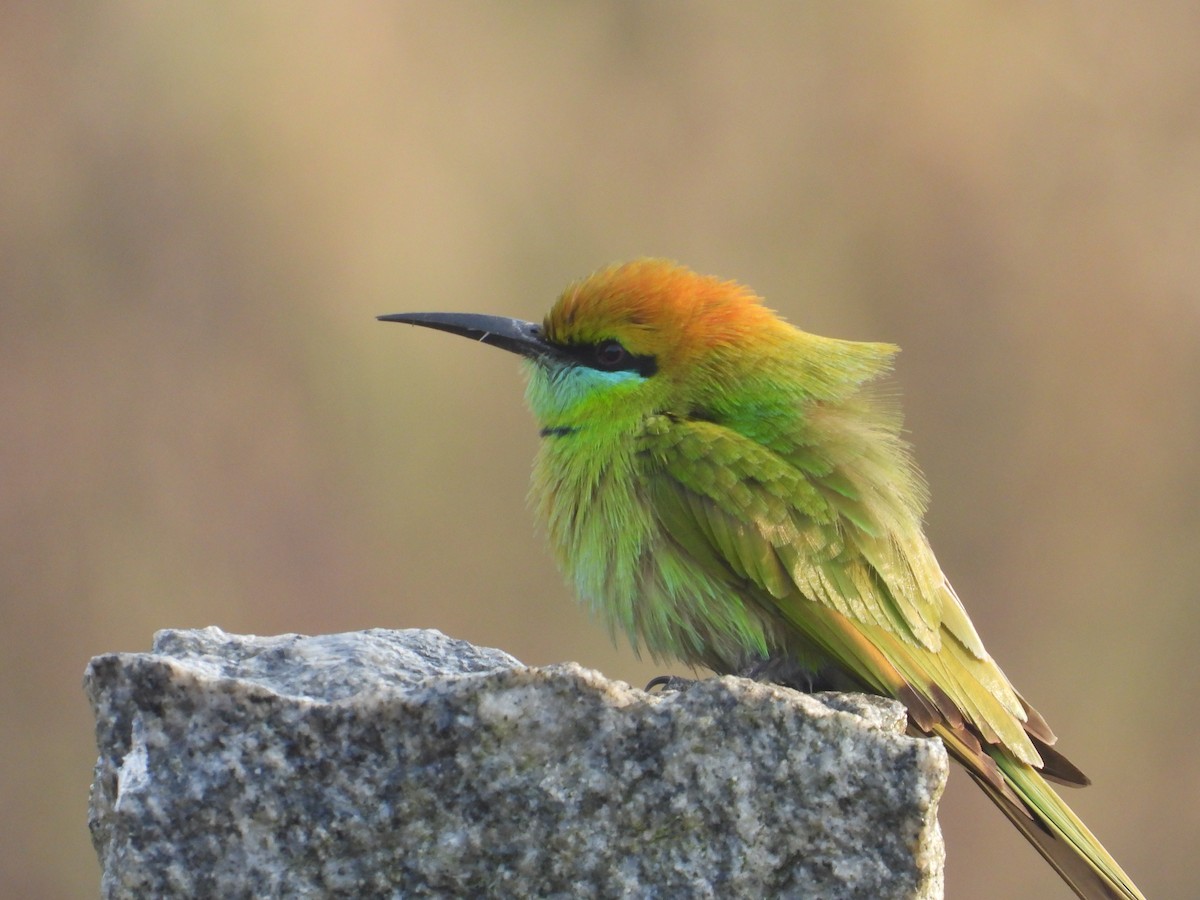 Asian Green Bee-eater - ML647218469