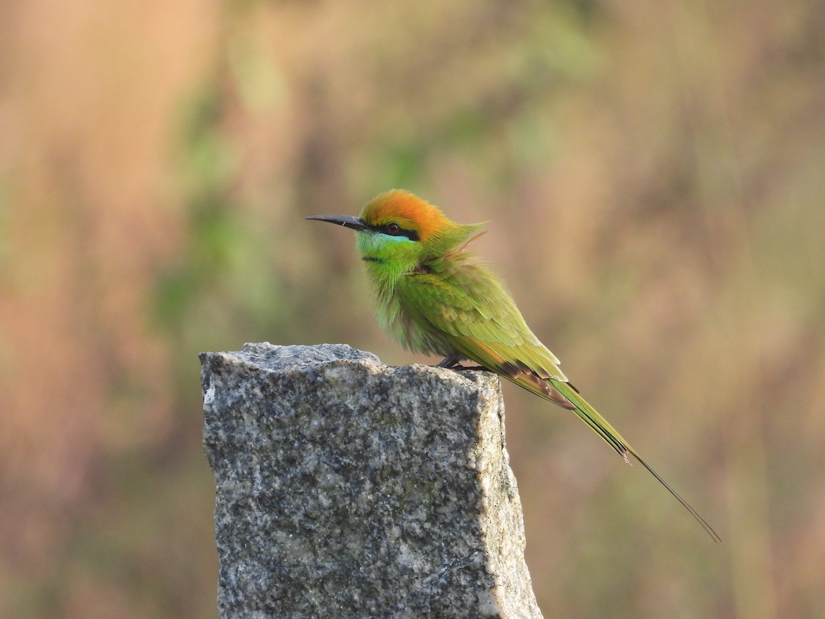 Asian Green Bee-eater - ML647218470