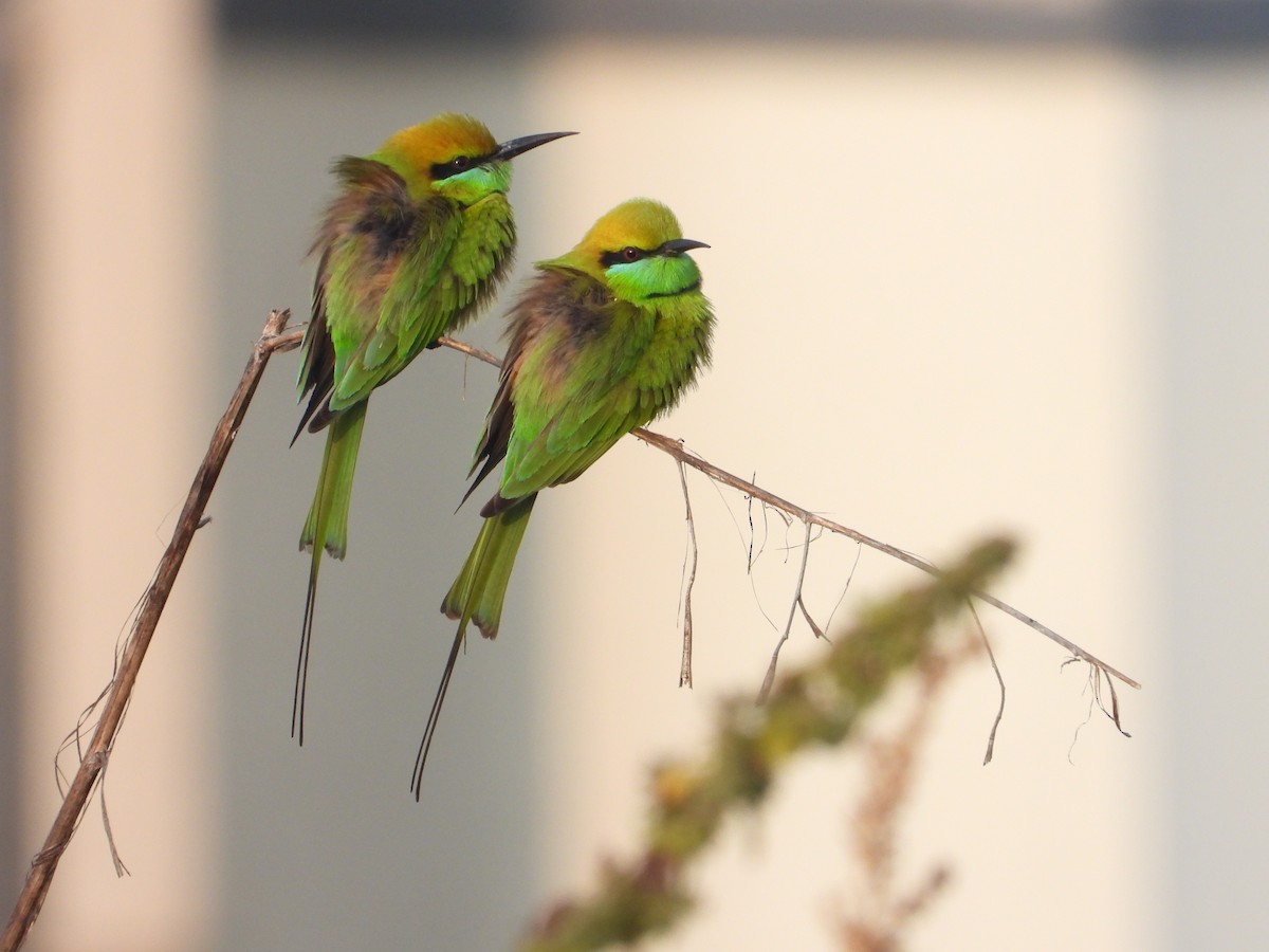 Asian Green Bee-eater - ML647218471