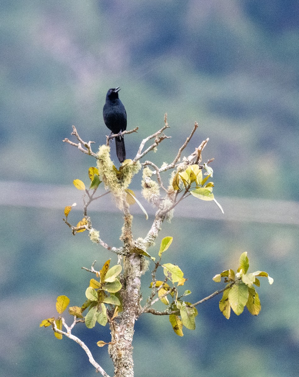 ウタムクドリモドキ - ML647218472