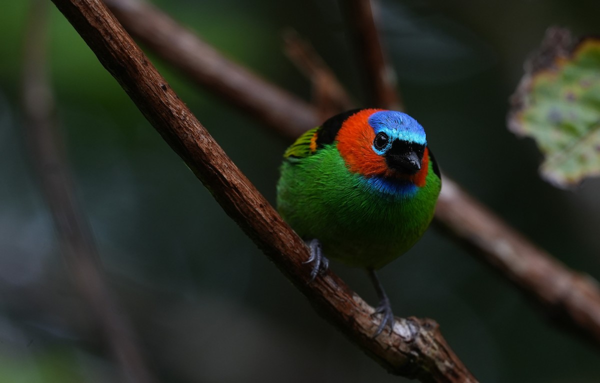 エリアカフウキンチョウ - ML647218476