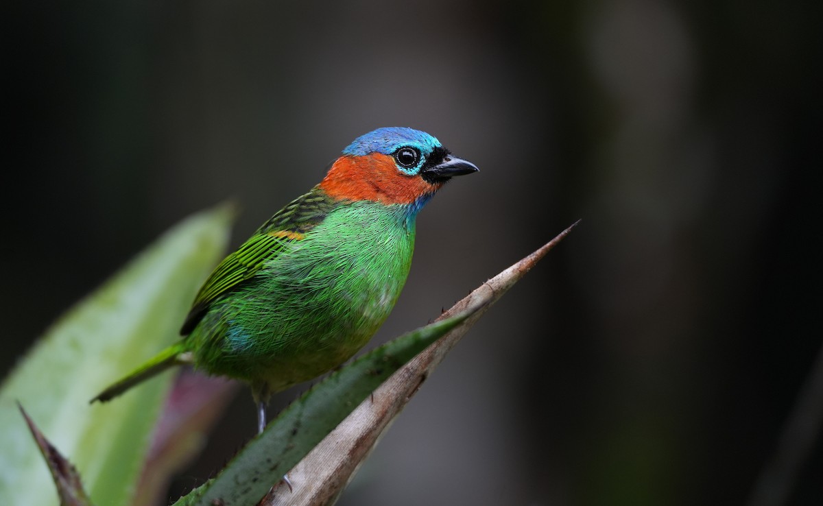 エリアカフウキンチョウ - ML647218477